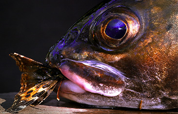 Closeup of trout eating a butterfly