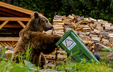 Bear in Trash_Thumbnail