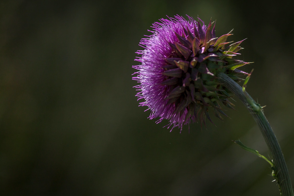 musk thistle