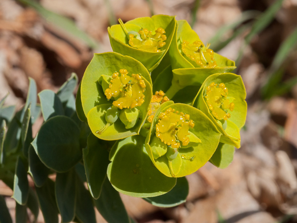 Myrtle Spurge