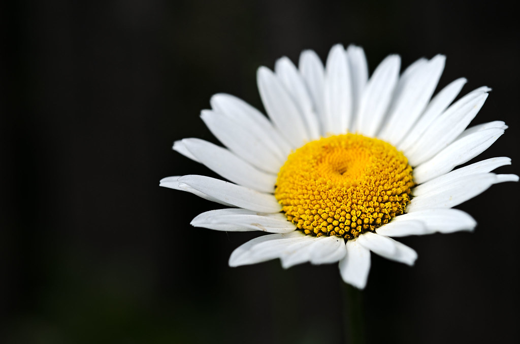 Oxeye Daisy