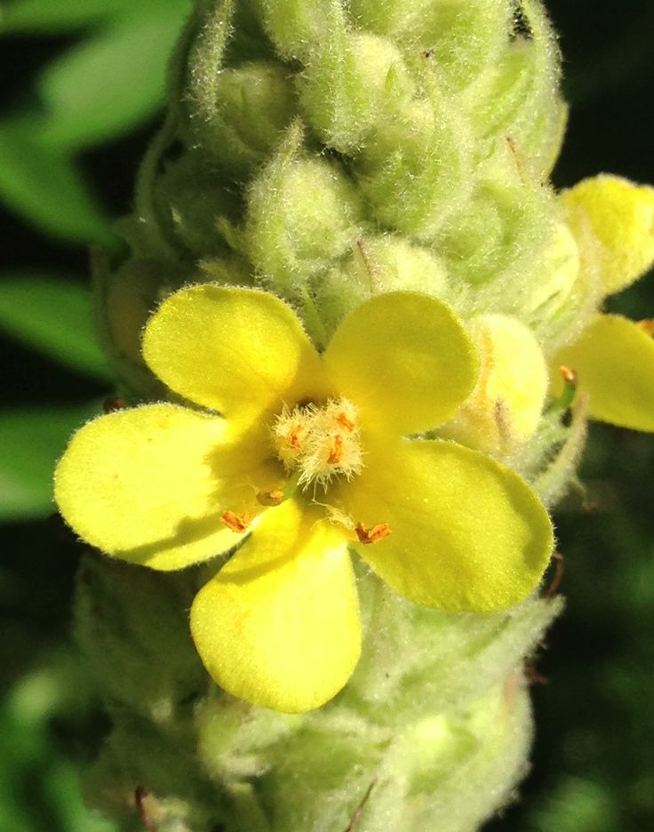 Common Mullein