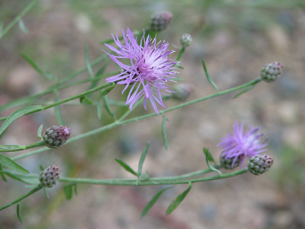 Spotted Knapweed