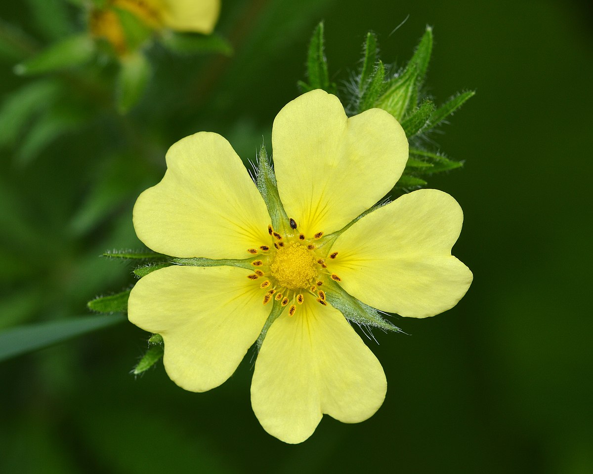 Sulphur Cinquefoil