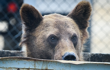 Bear in trash can